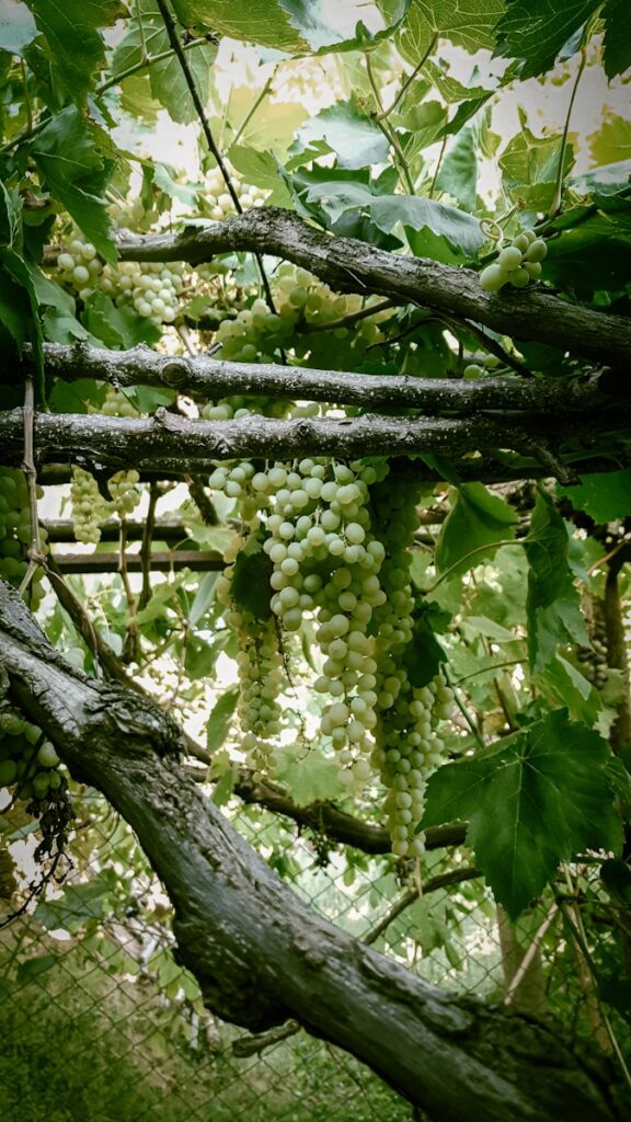 green grapes on tree during daytime